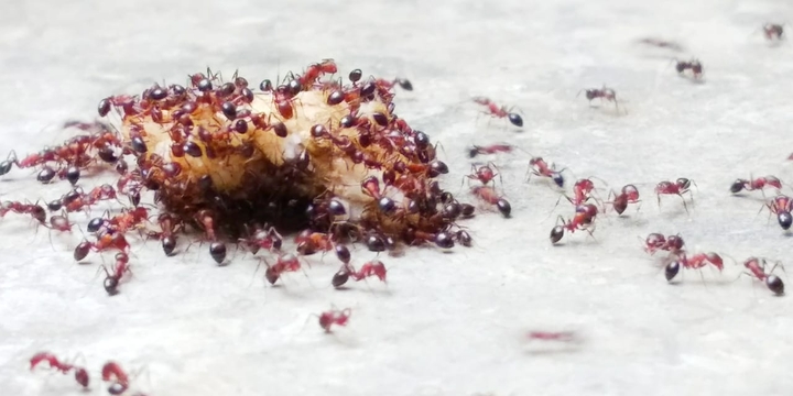 Bunch of ants