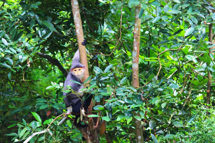 Langoor, Singapore Zoo