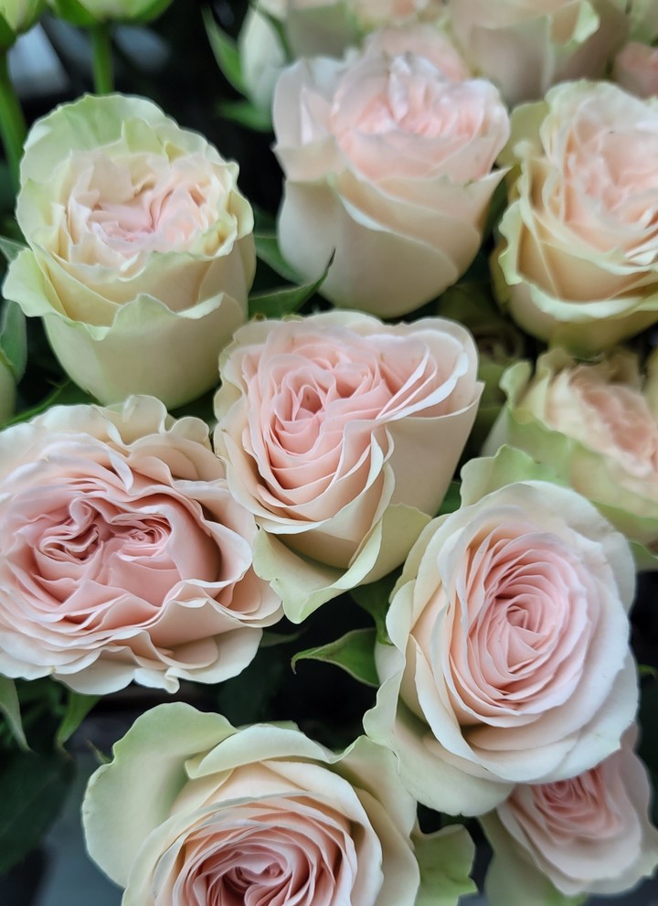 flowers