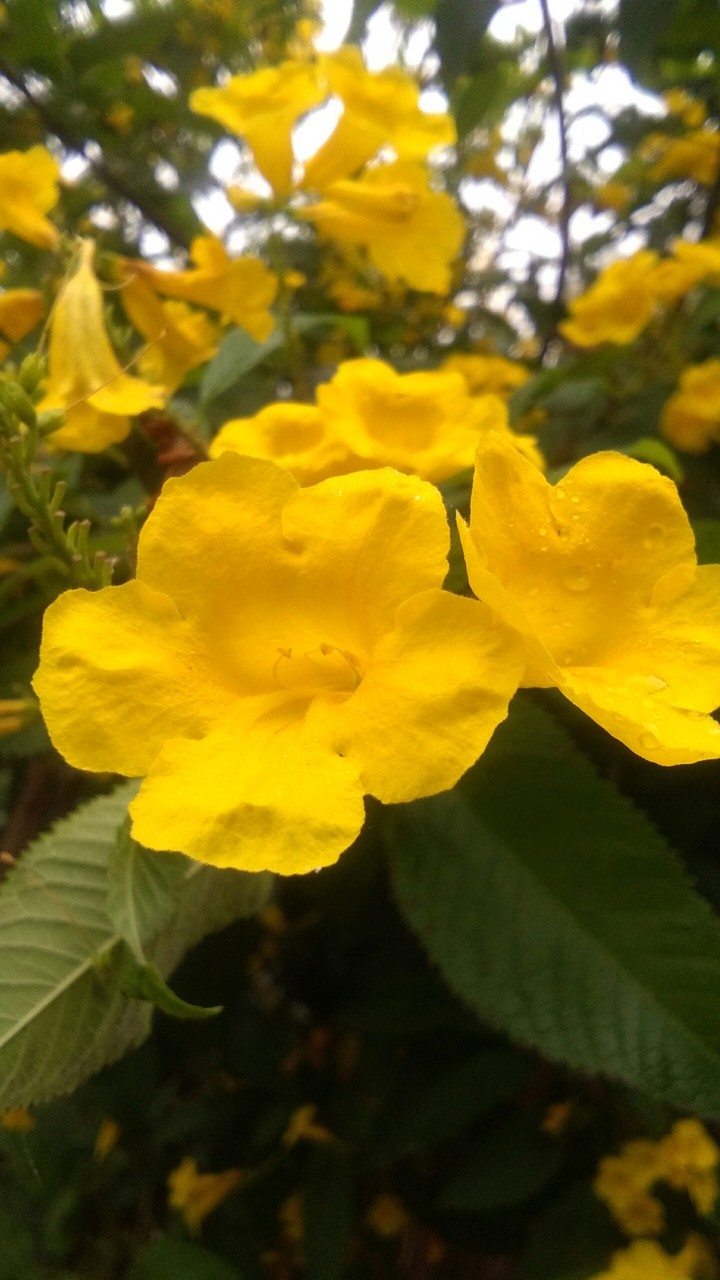 flower