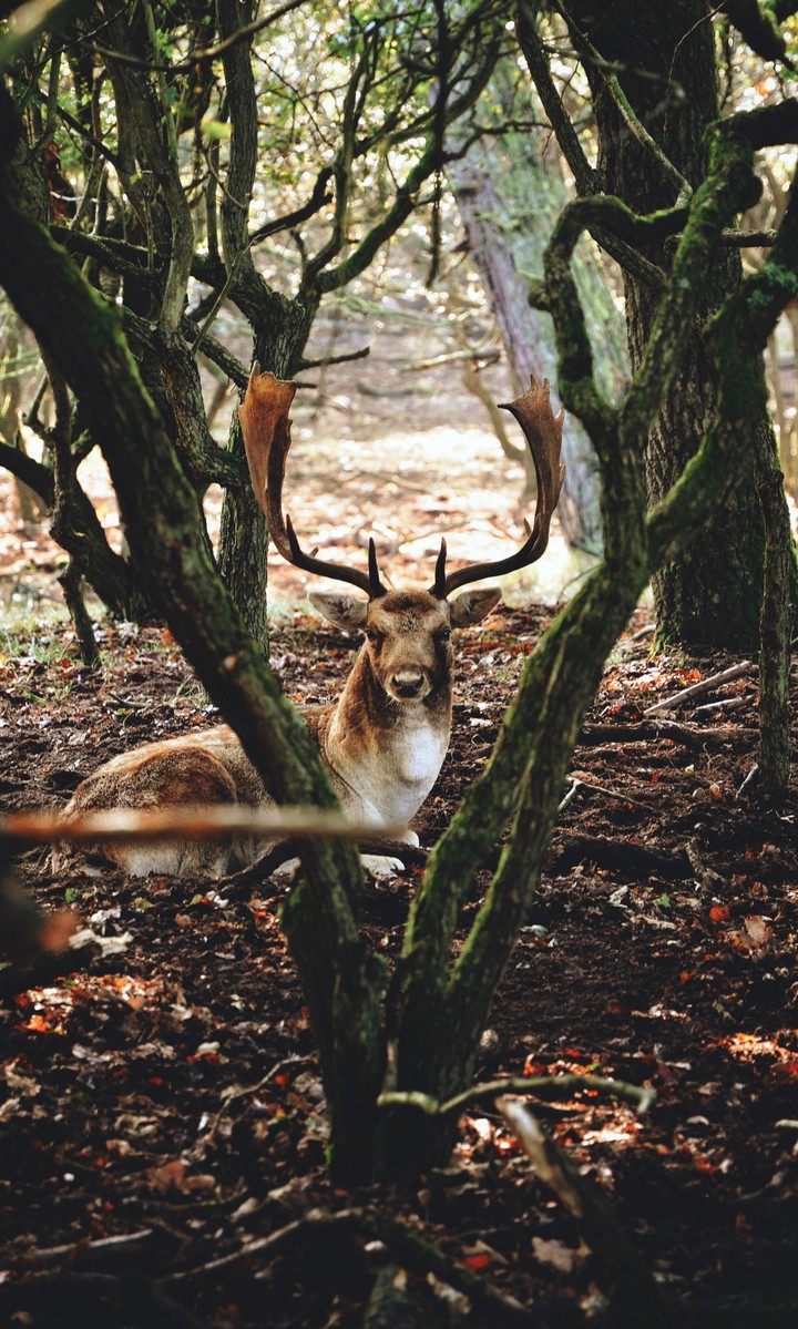 animal