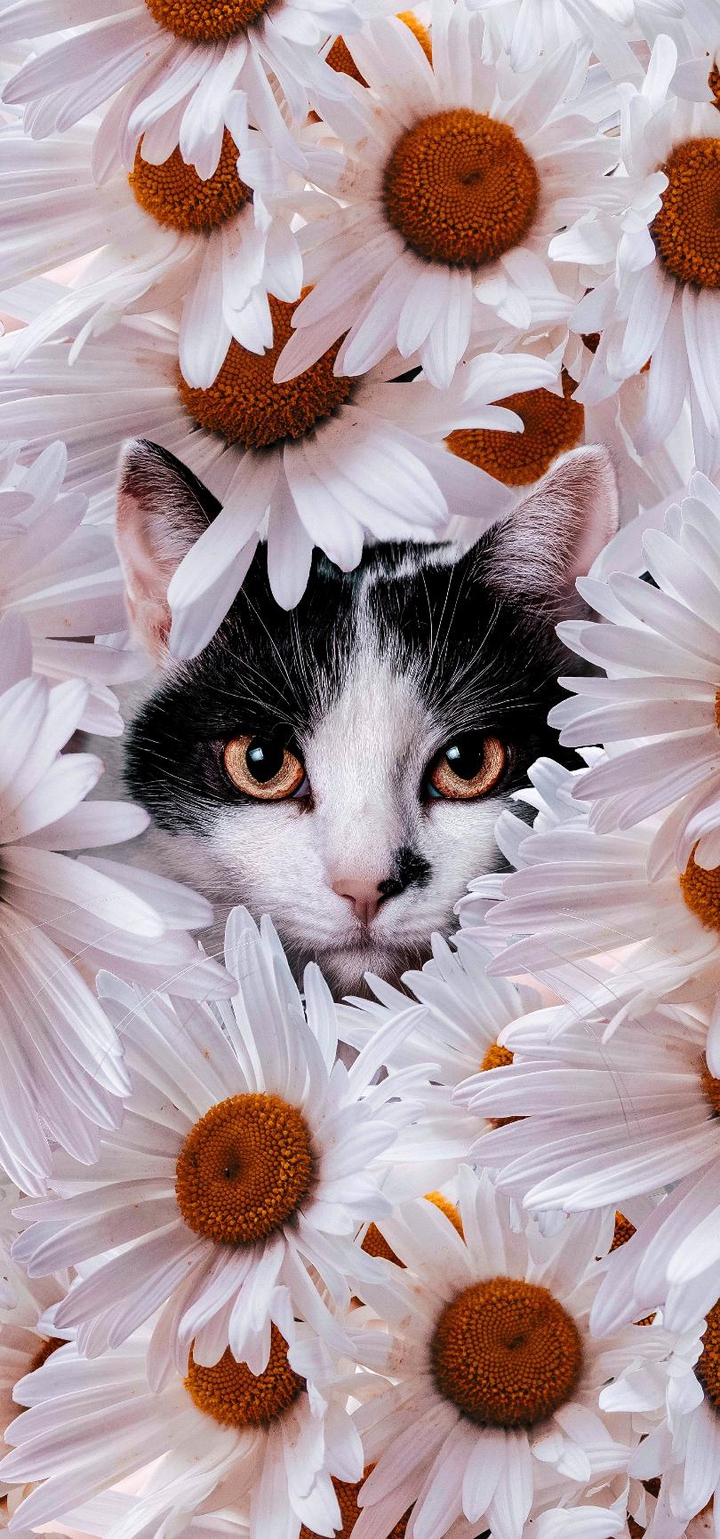 Кот в ромашках