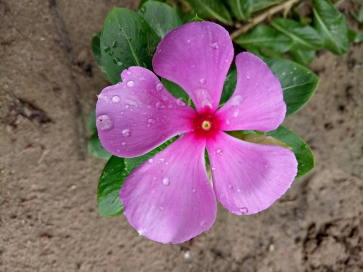 Flower in rain