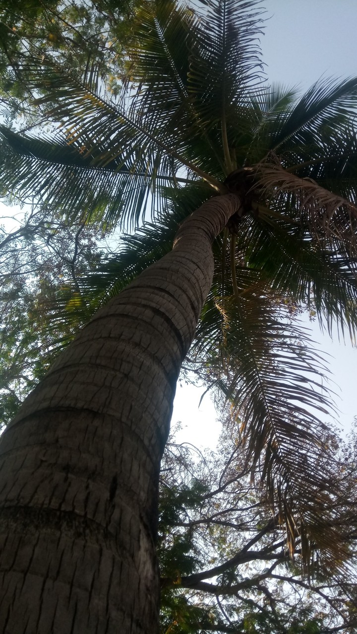 #no filters #coconut #tree #nature