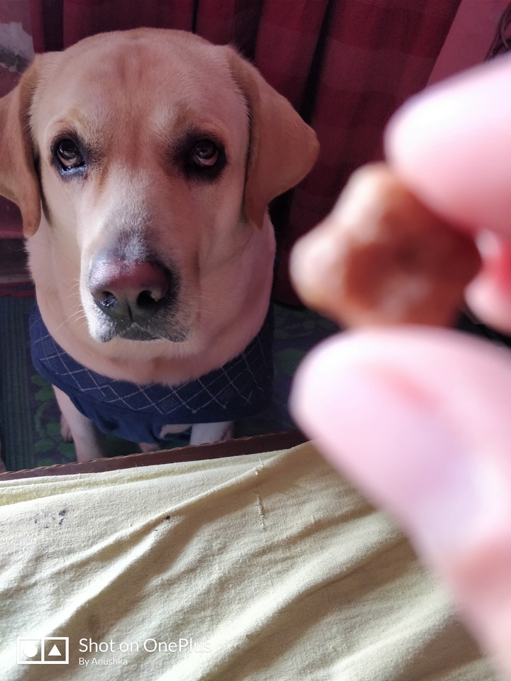 Labrador retriever