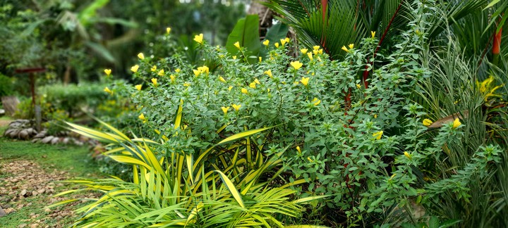 yellow colour flowers
