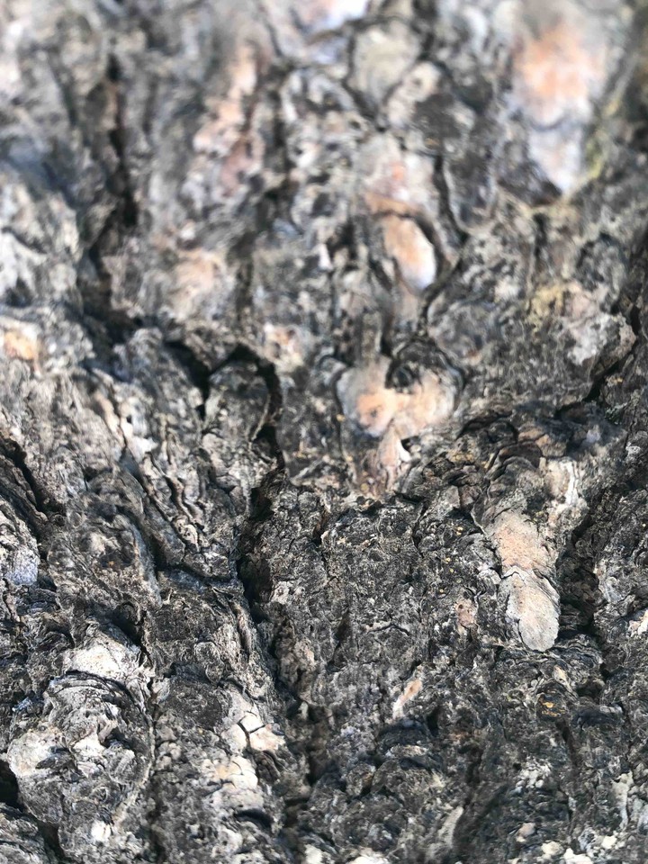 Photo of tree bark up close on my phone