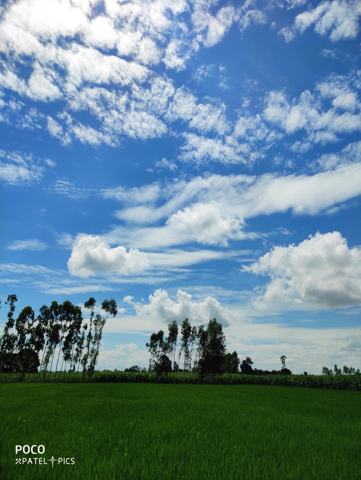 paddy field