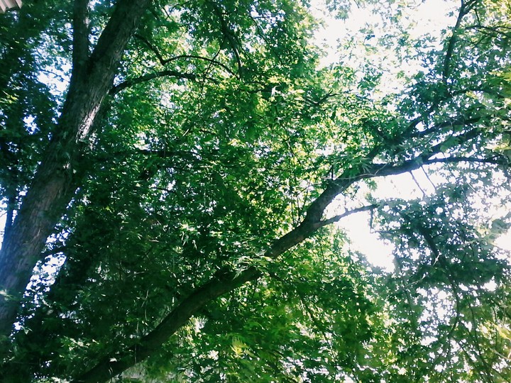 nature