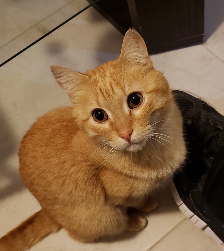 #gatos