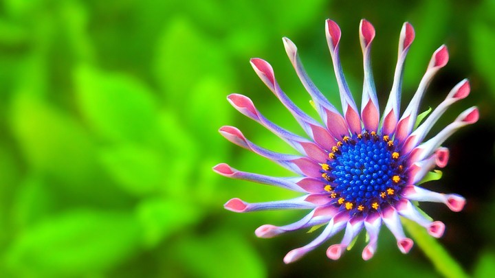 beautiful flower