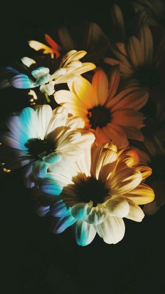 beauty flower