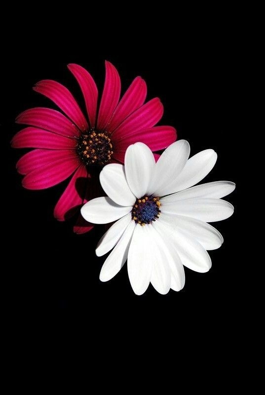 daisies