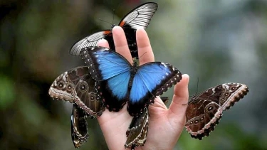 beautiful