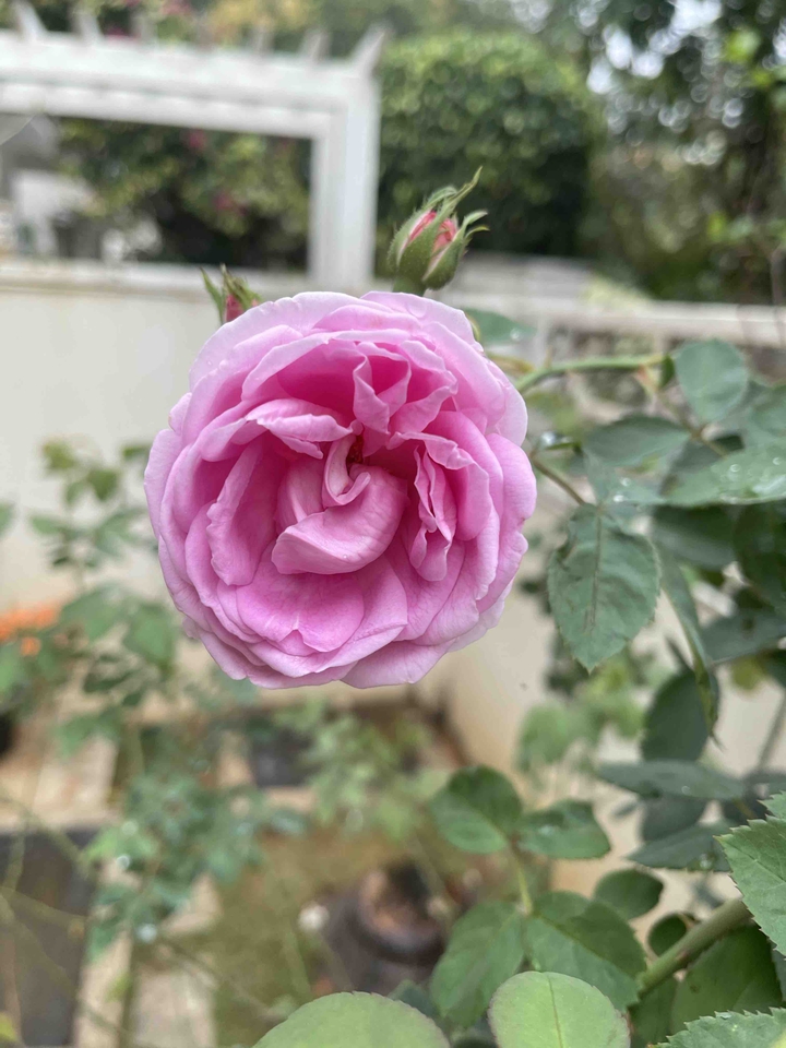 rose