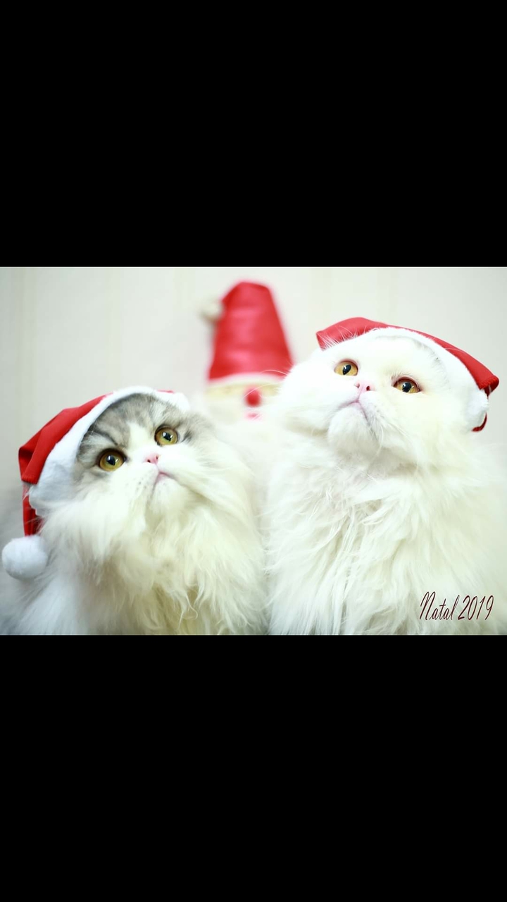 My cats