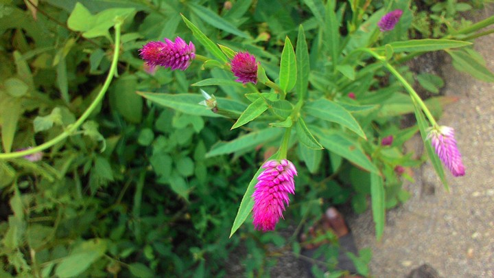 Pinky plant