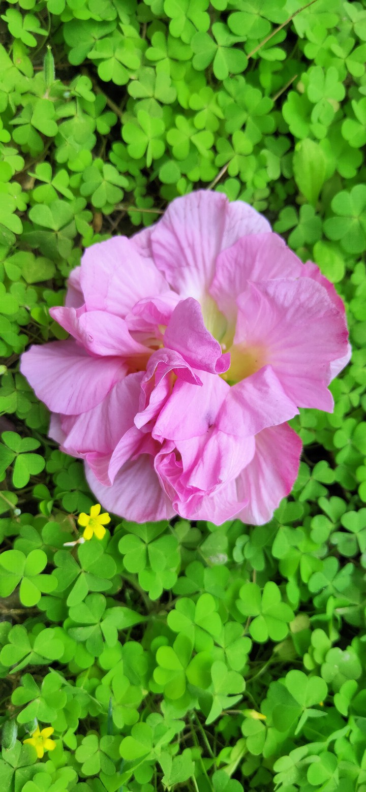 flower "z