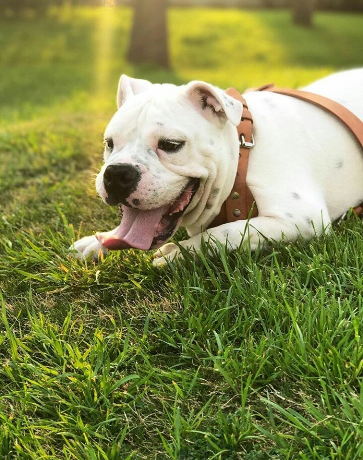 Bulldog