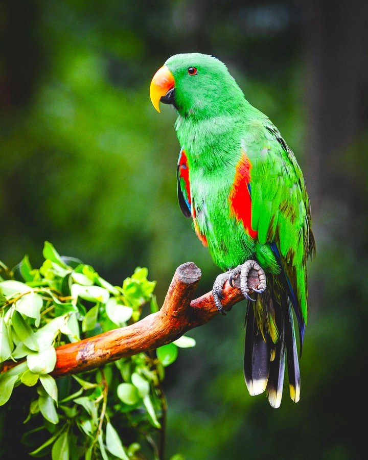 parrot