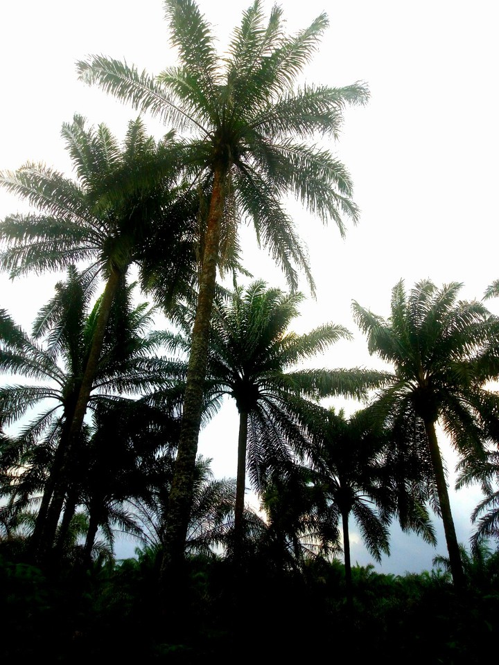 palm trees