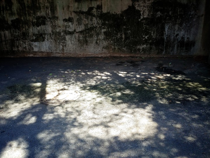 tree shadow