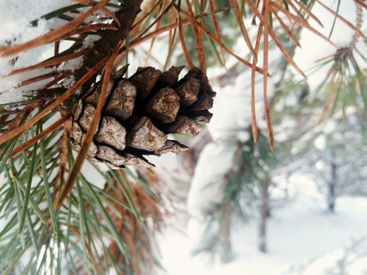 Winter forest walk