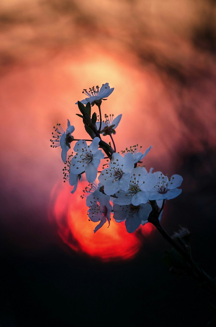 blossom