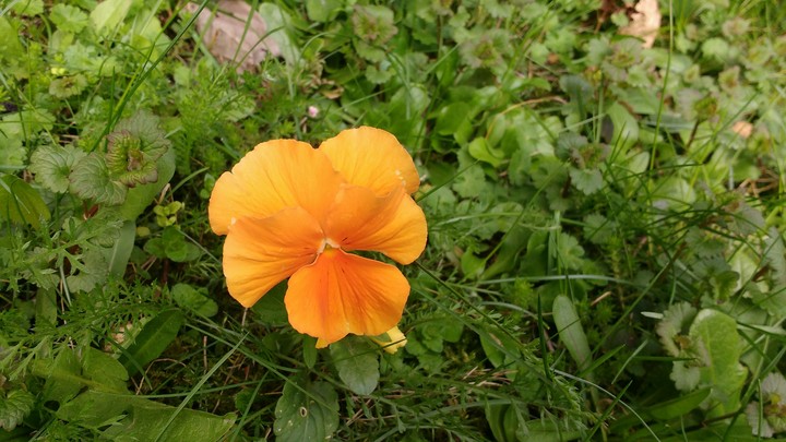 Cute orange flower:)
