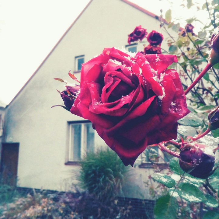 Rose.