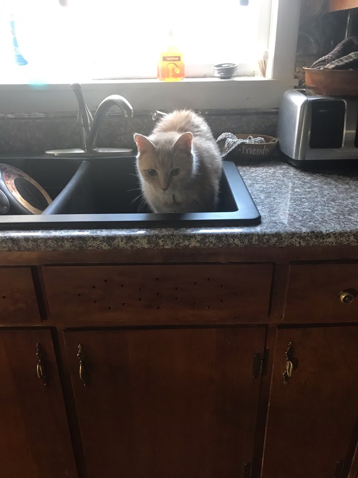 Joey in the sink