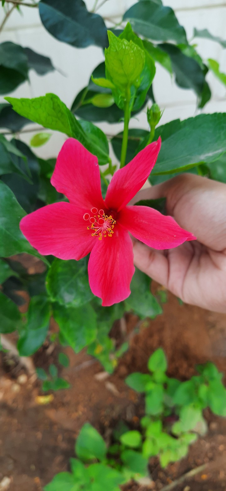 flora