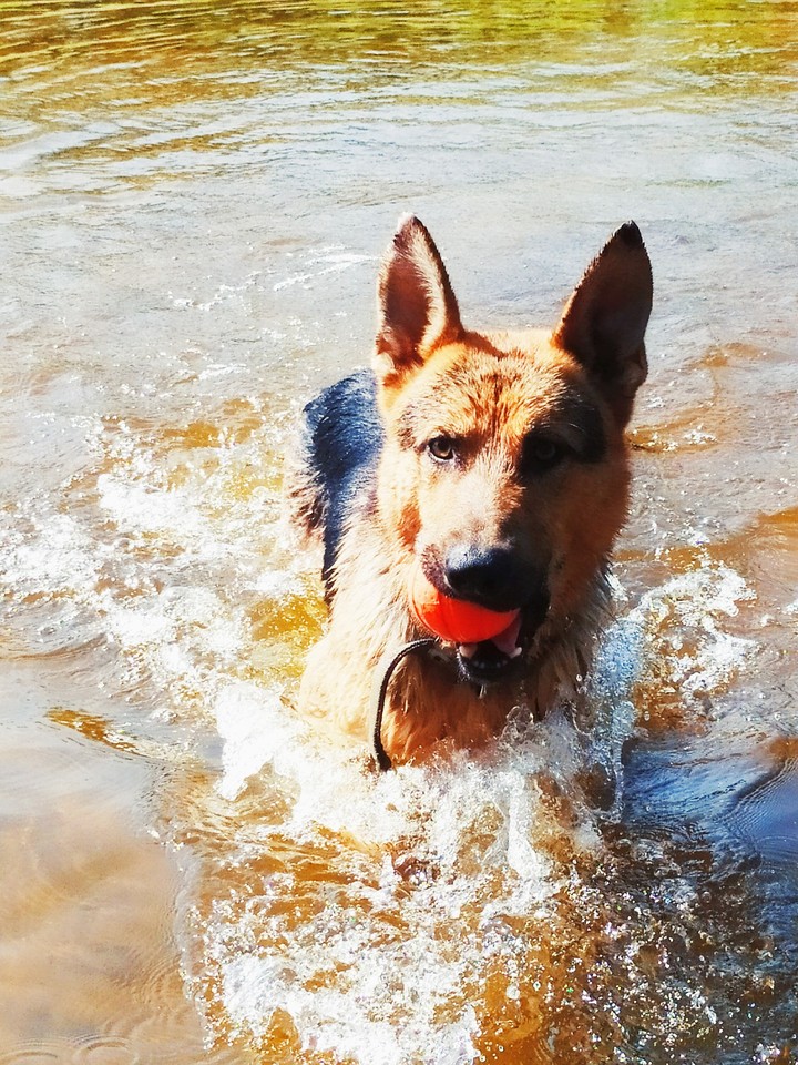 Собака; brave dog