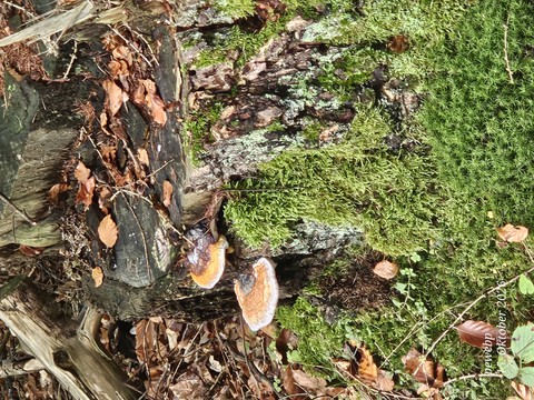 Green, Red, Fungus