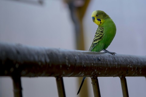 loro