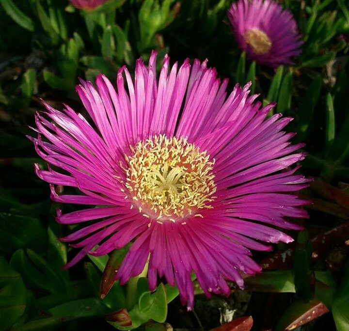 pink flower