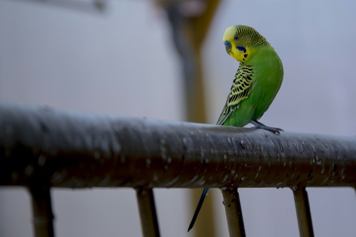 loro