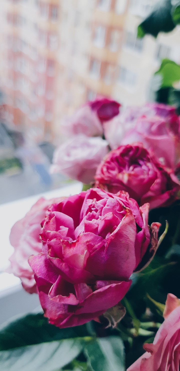 rose