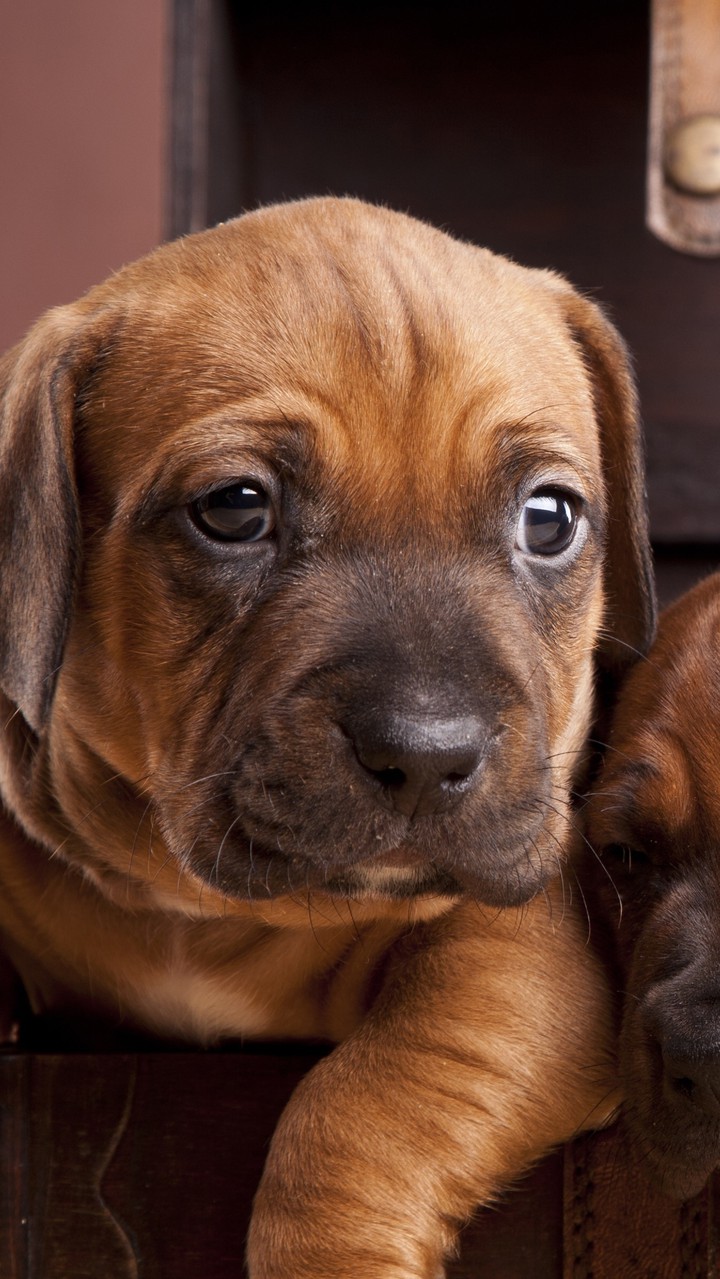 puppy