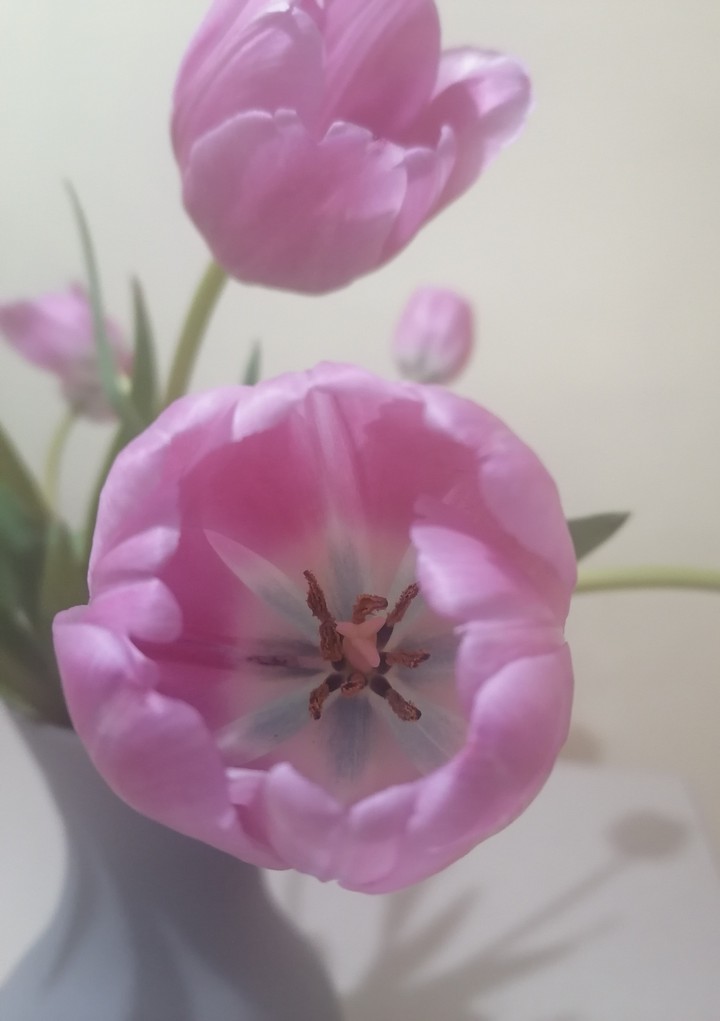 TULIPANES