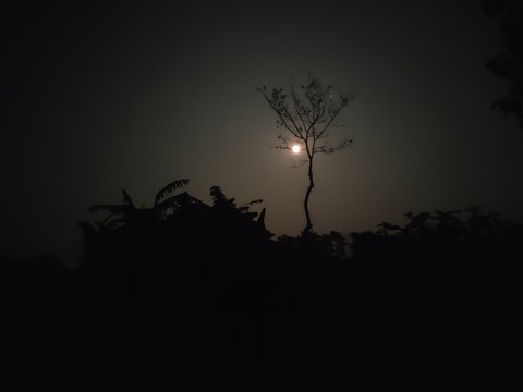 behind the tree