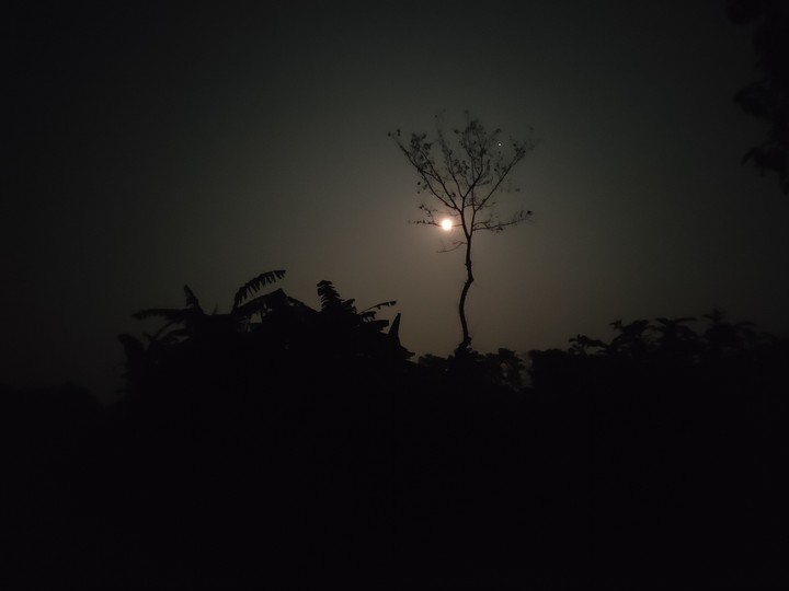 behind the tree