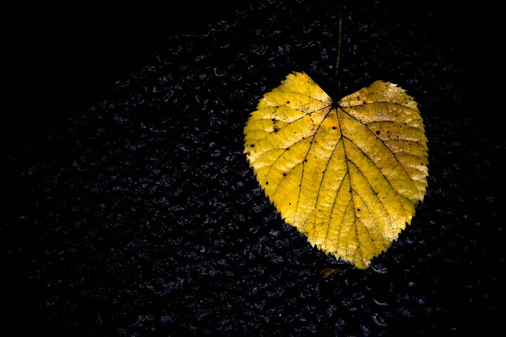 leaf !