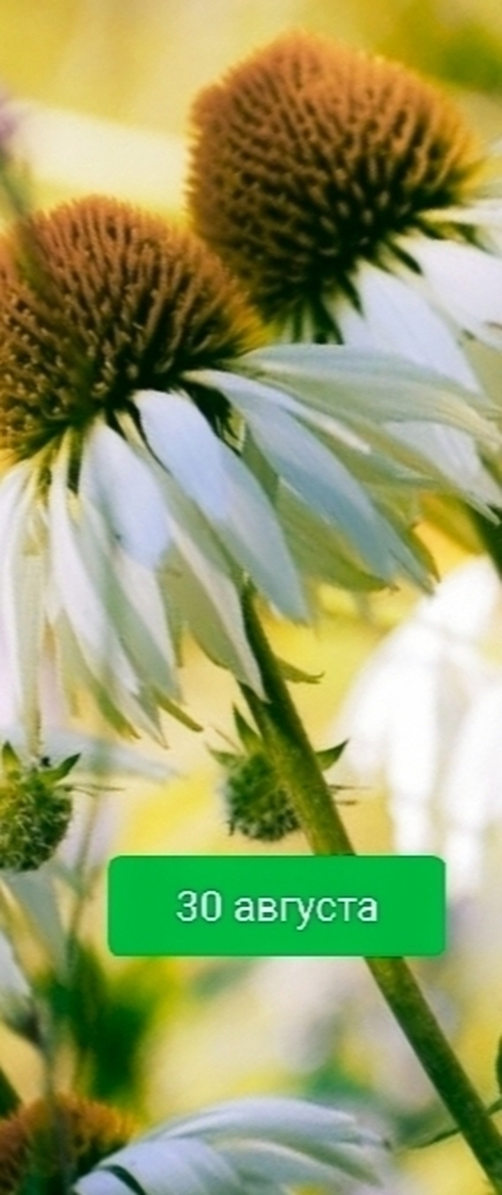 fondos de pantalla daisy, chamomile
