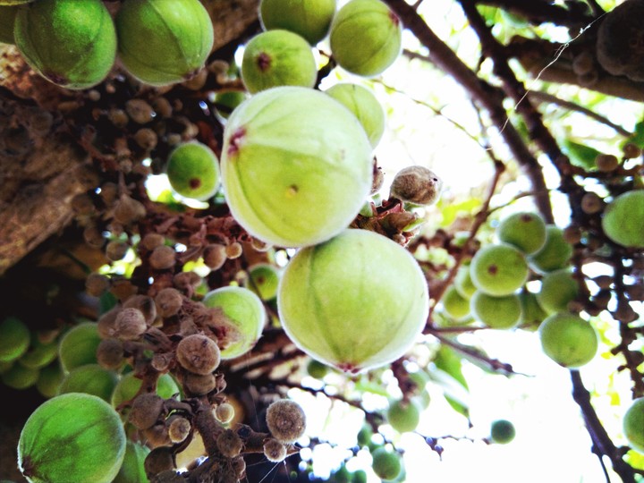 fruits