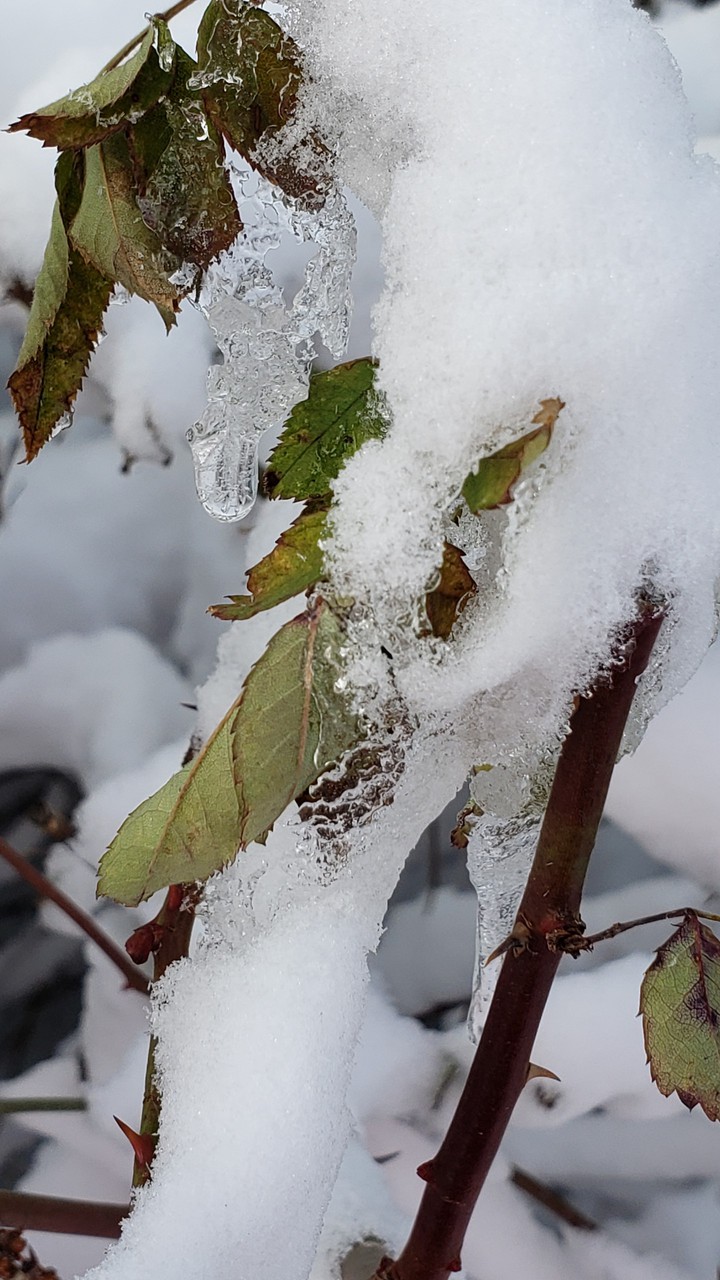 green leaves in winter