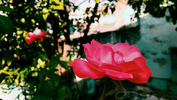rosas