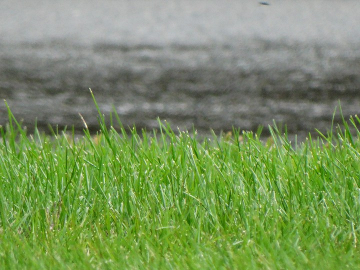 grass