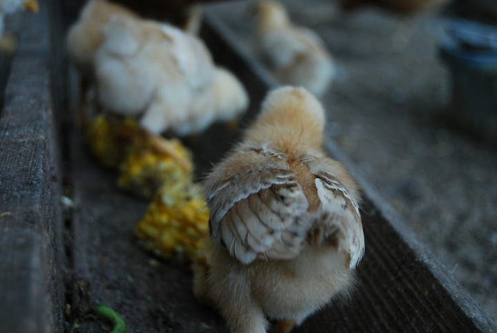 chicken