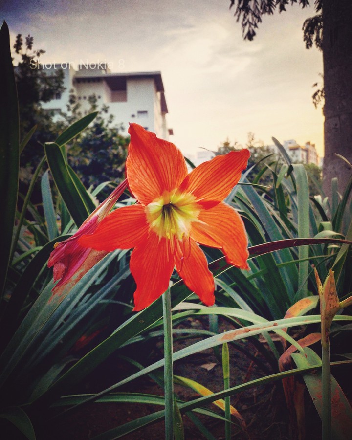 Flowers of VIT